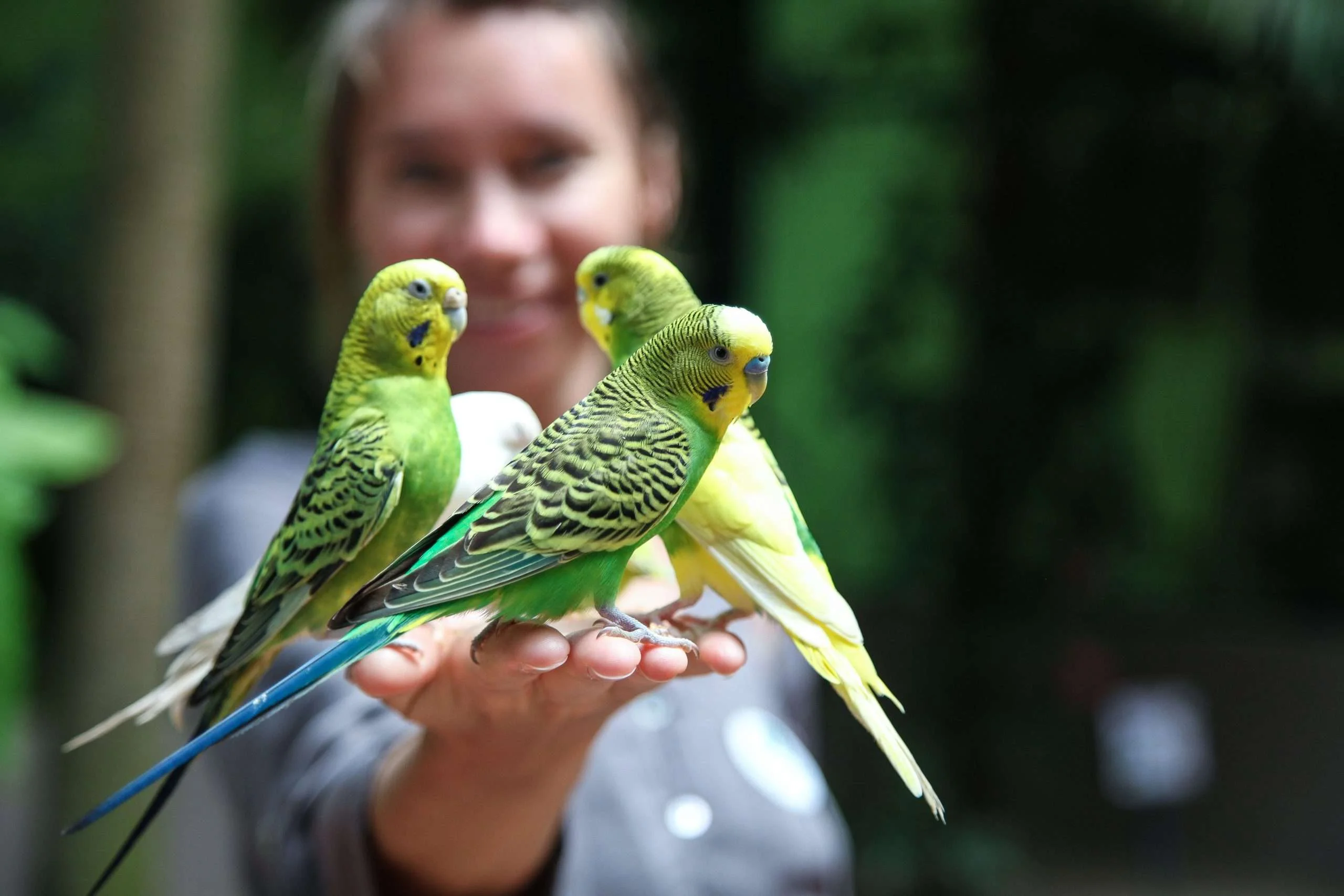 Descubre las Aves que Puedes Tener como Mascotas