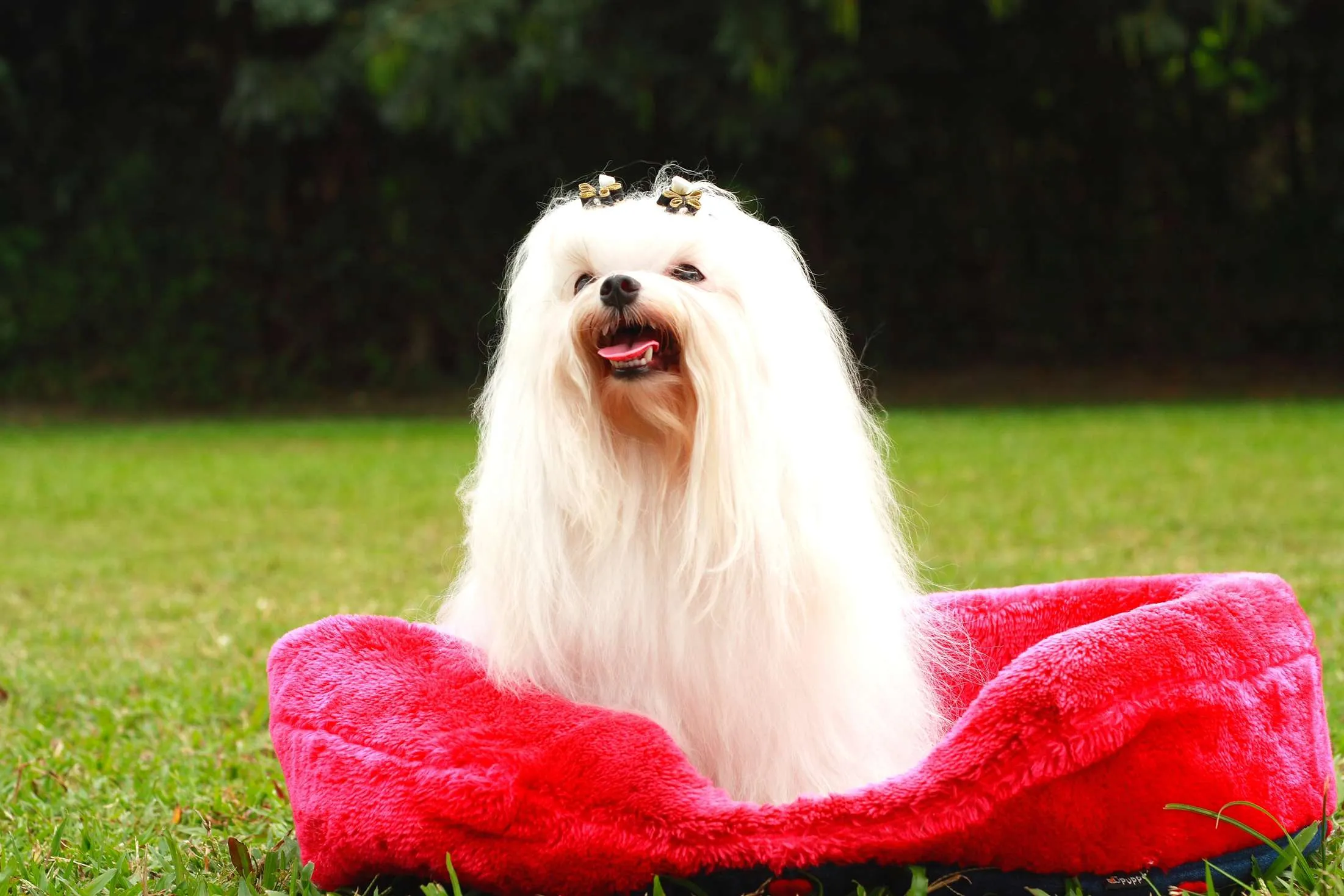 5 Consejos Infalibles para Cuidar a un Bichón Maltés