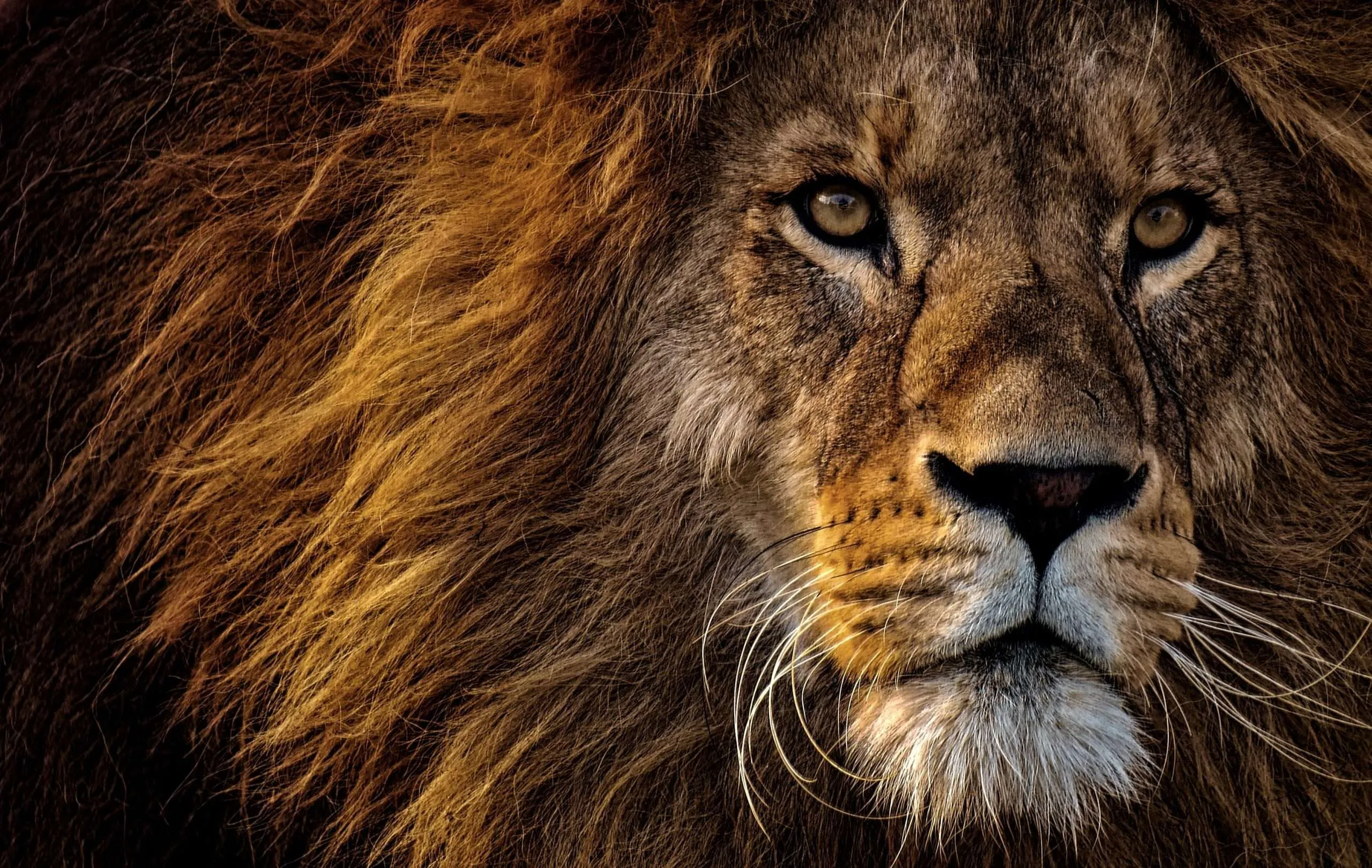 ¡Realezas en la Jungla! Las Sorprendentes Curiosidades de los Leones