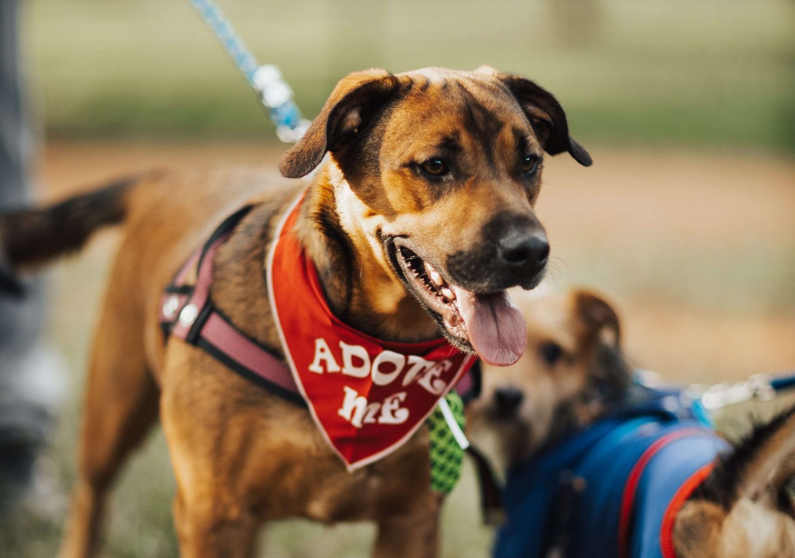 Consejos útiles para una Adopción de Perros Exitosa