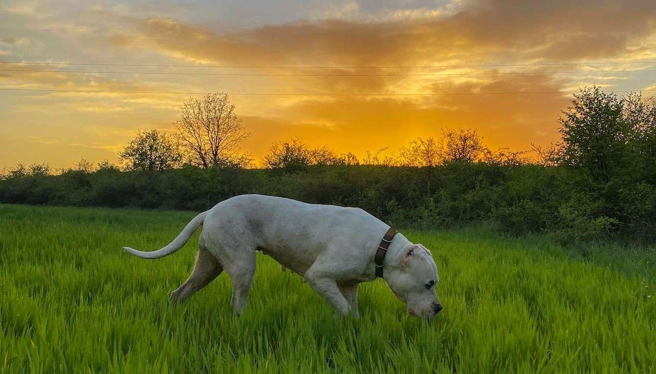 T-Shirt Divertente 'Tutti Hanno Un Angelo Custode... Solo I Più Fortunati Un Dogo Argentino' - 100% Cotone - 4
