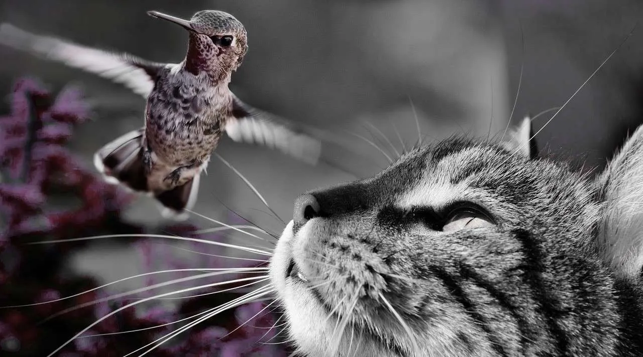 ¿Como es la Convivencia entre tus Mascotas y la Vida Silvestre?