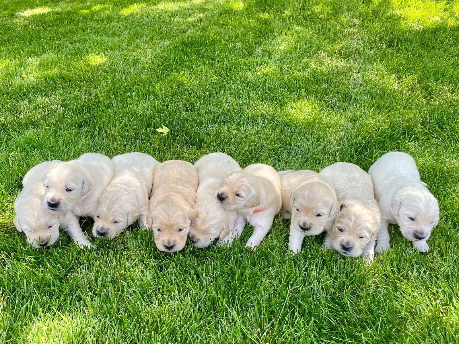 Las 10 Razas de Perros Grandes Más Populares
