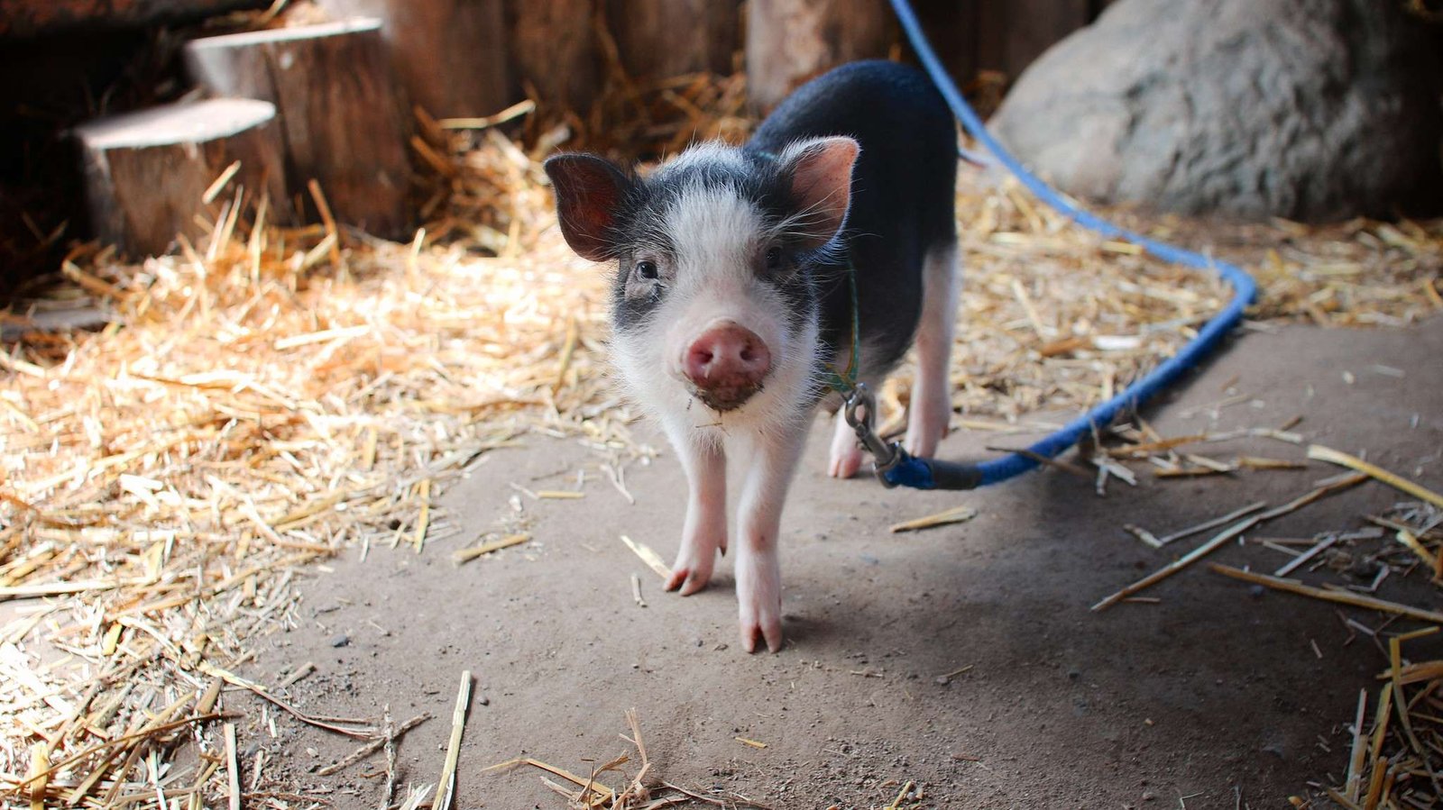 ¿Cómo es Tener un Mini Pig de Mascota?