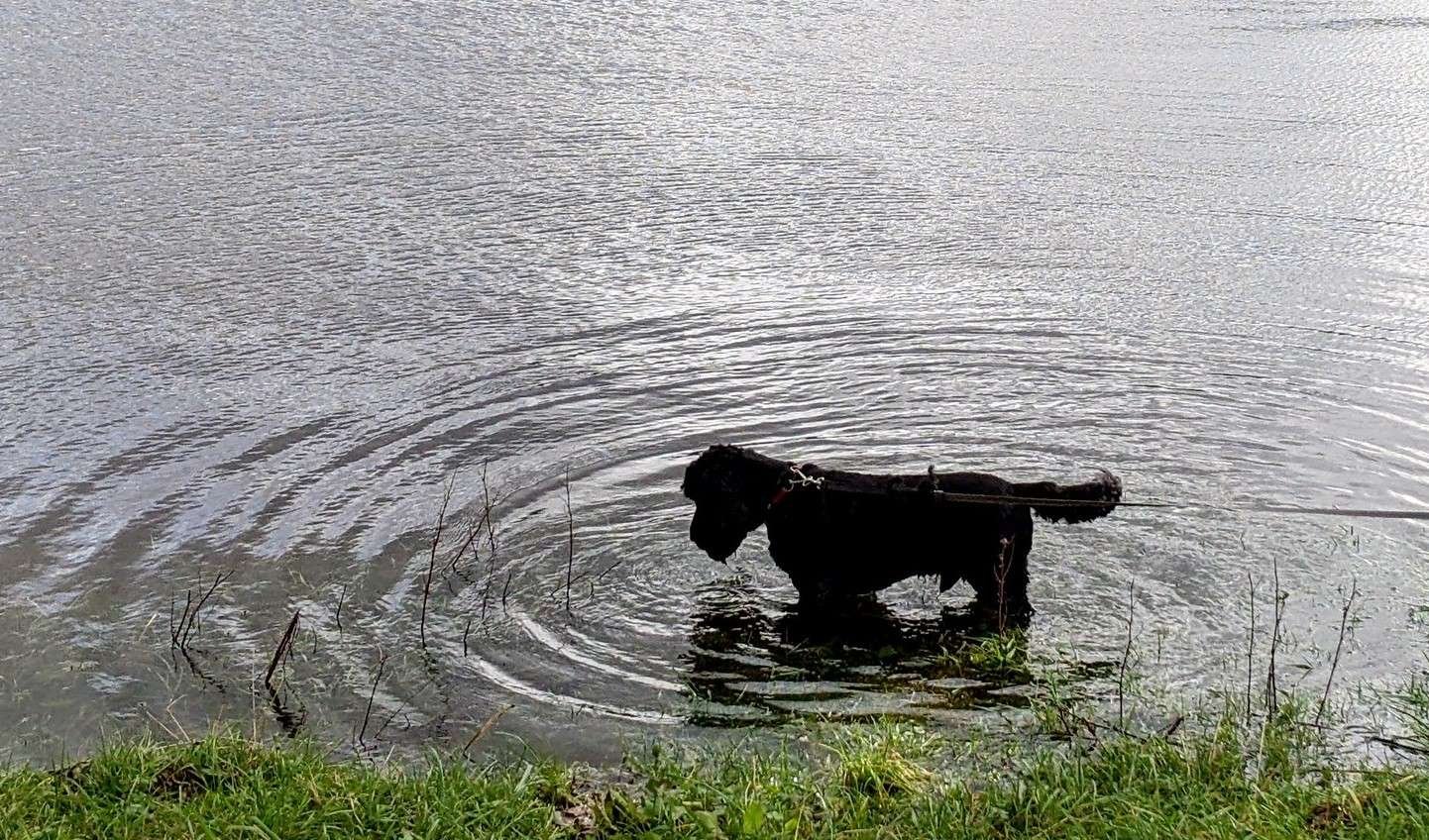 Perros de Agua: Cuidado y Entrenamiento