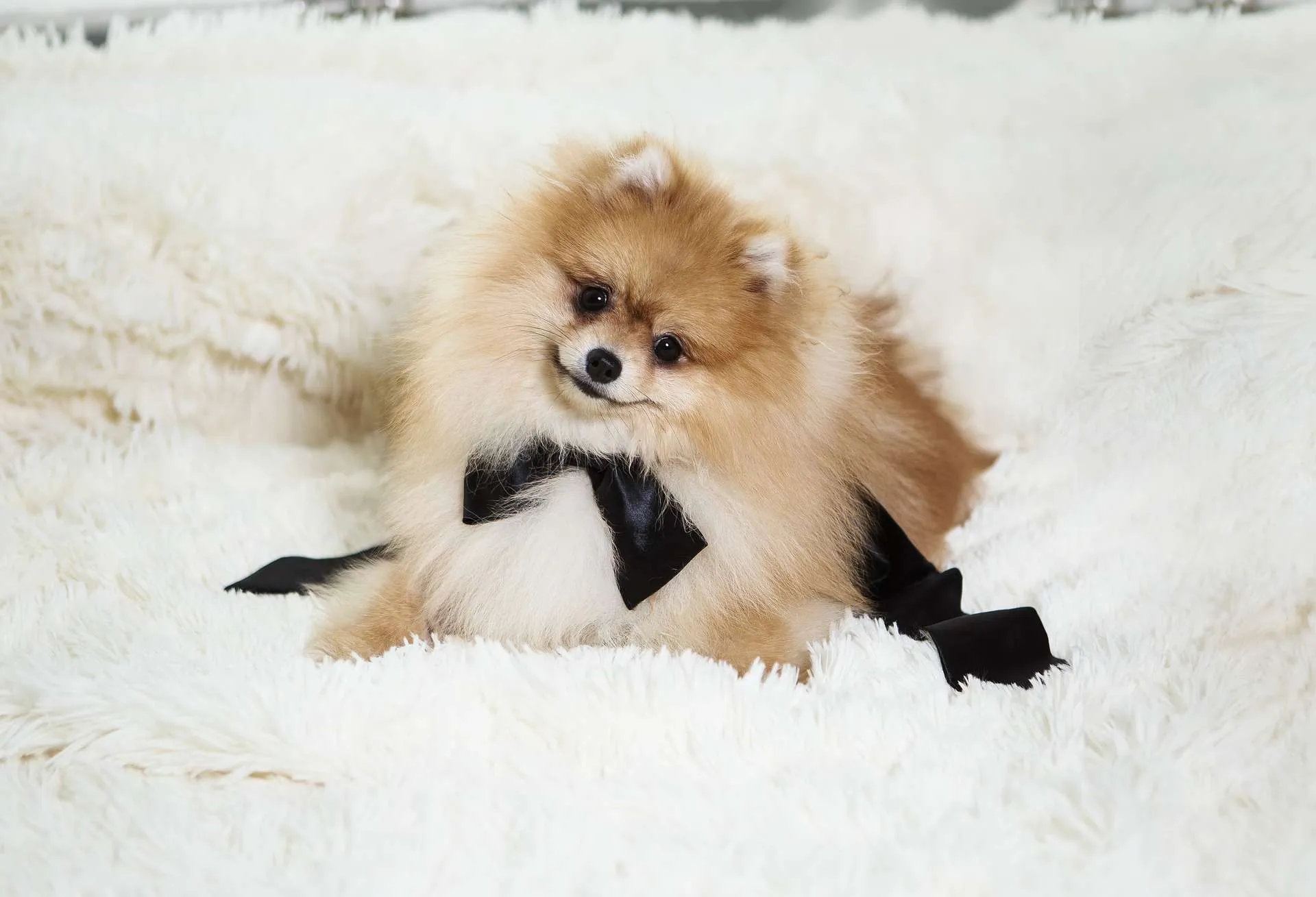 5 consejos para cuidar y mimar a tu Pomerania