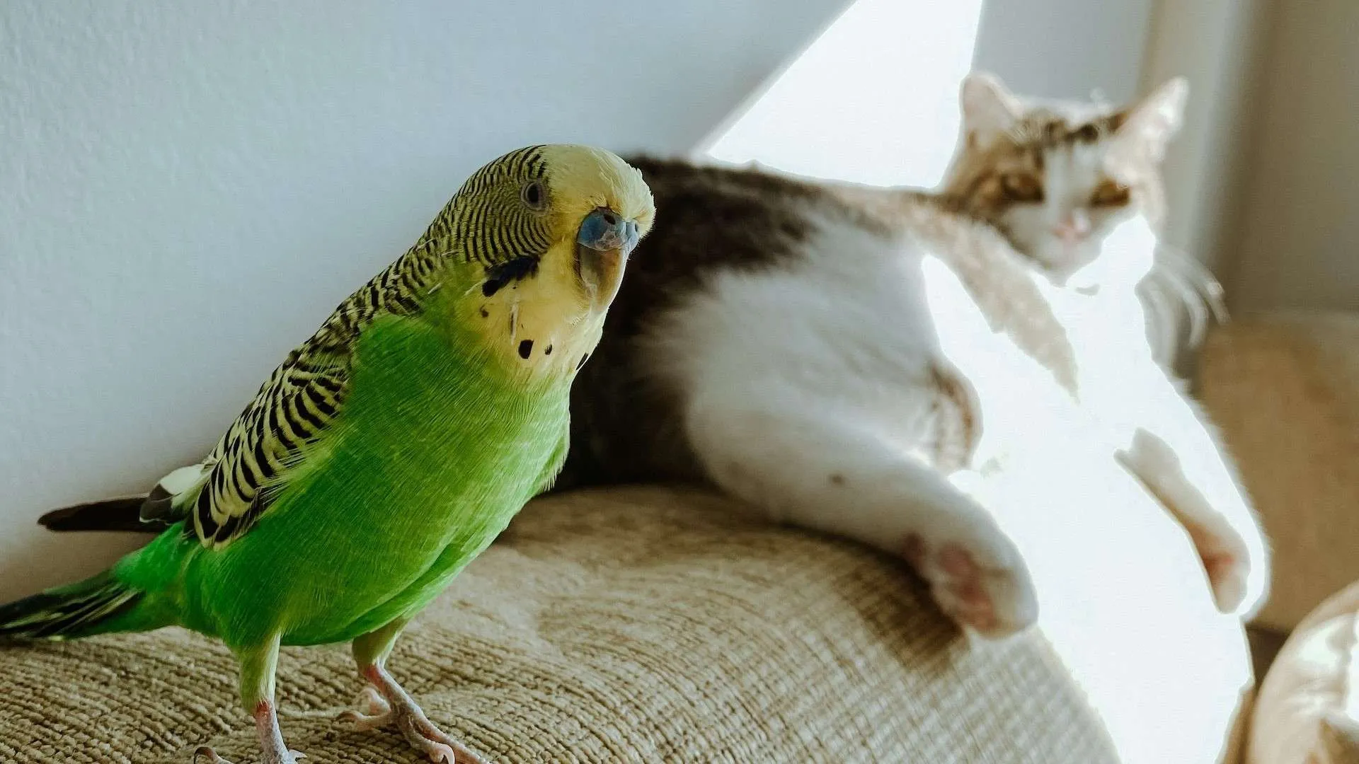 Aves de Interior Recomendadas: Tu Compañía en Casa