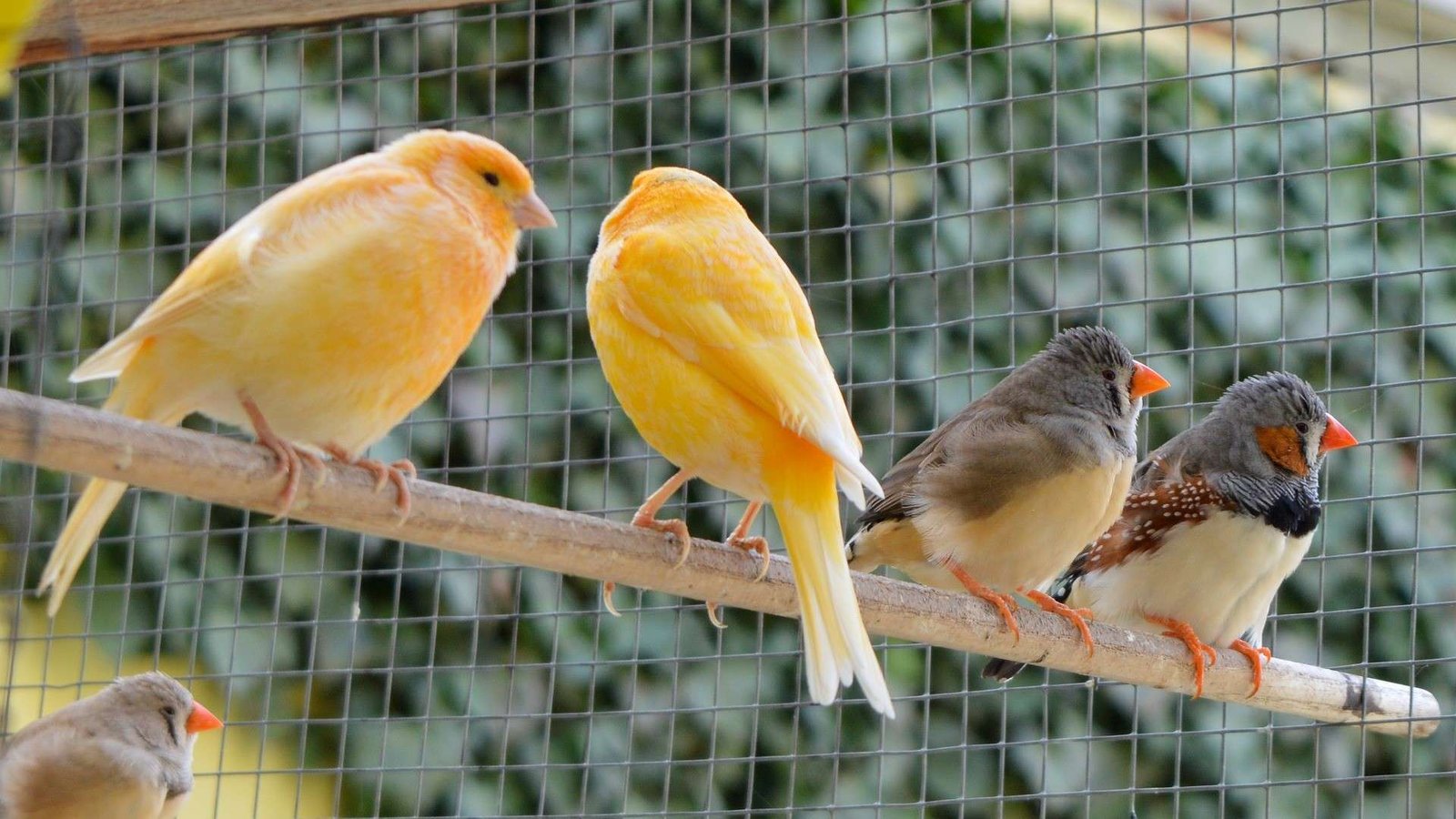 Consejos para el Cuidado Adecuado del Canario en Casa