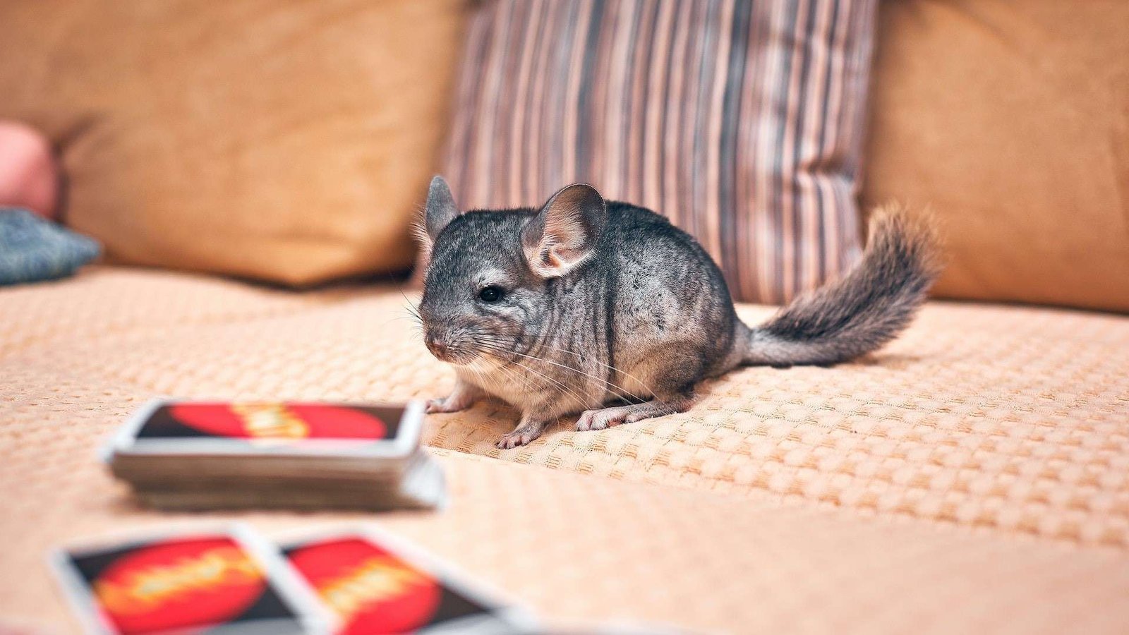 Criar una Chinchilla como Mascota Cuidados Esenciales y Consejos