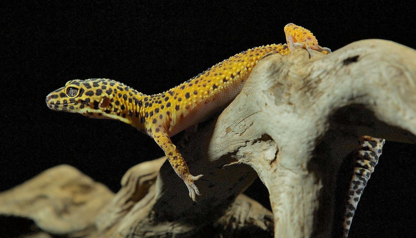 Los 10 Mejores Reptiles de Compañia: Guía para Elegir tu Mascota