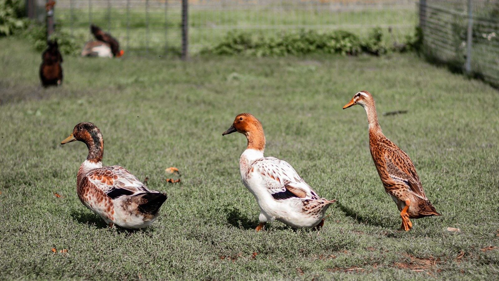Descubriendo Qué Comen los Patos: Consejos Útiles