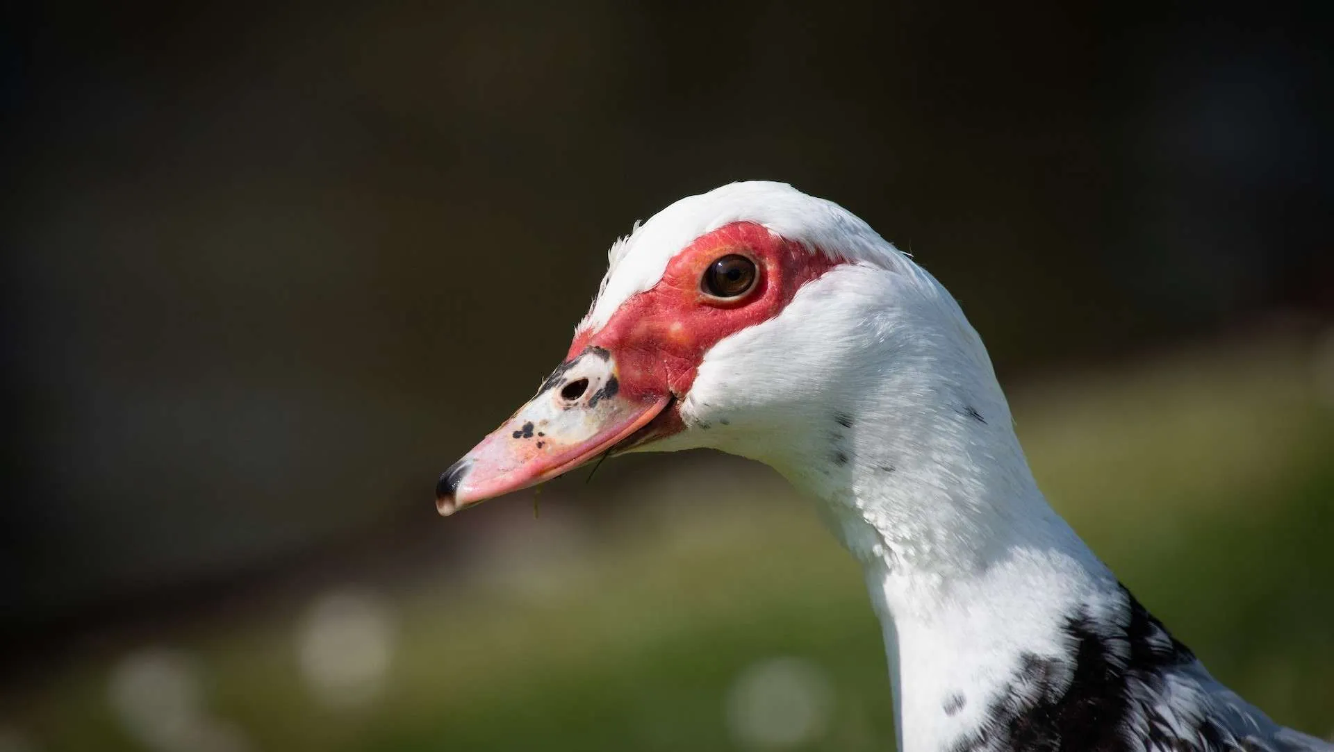 Descubriendo Qué Comen los Patos: Consejos Útiles