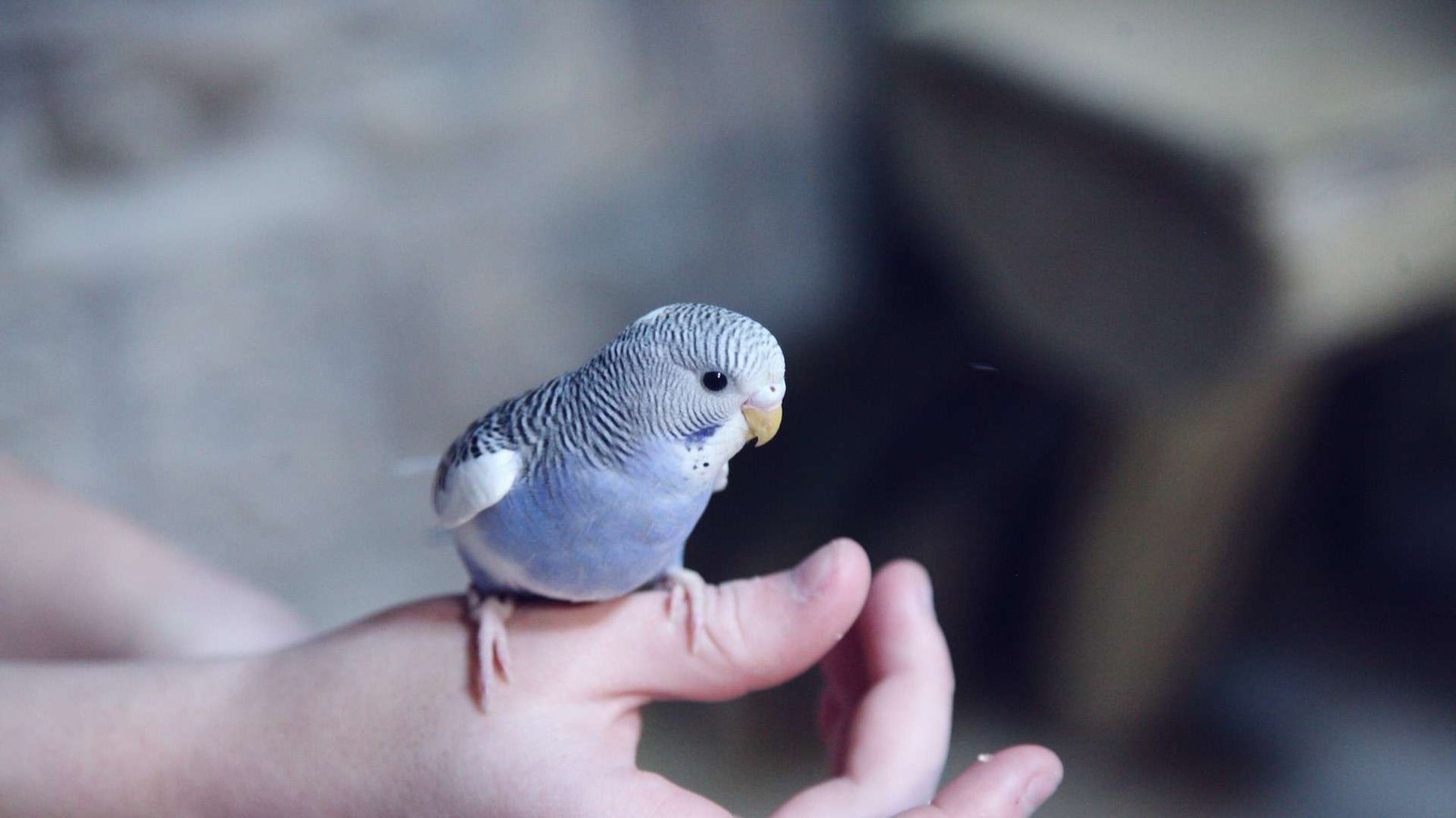 Cuidados Básicos para Mantener a tus Periquitos Australianos Felices