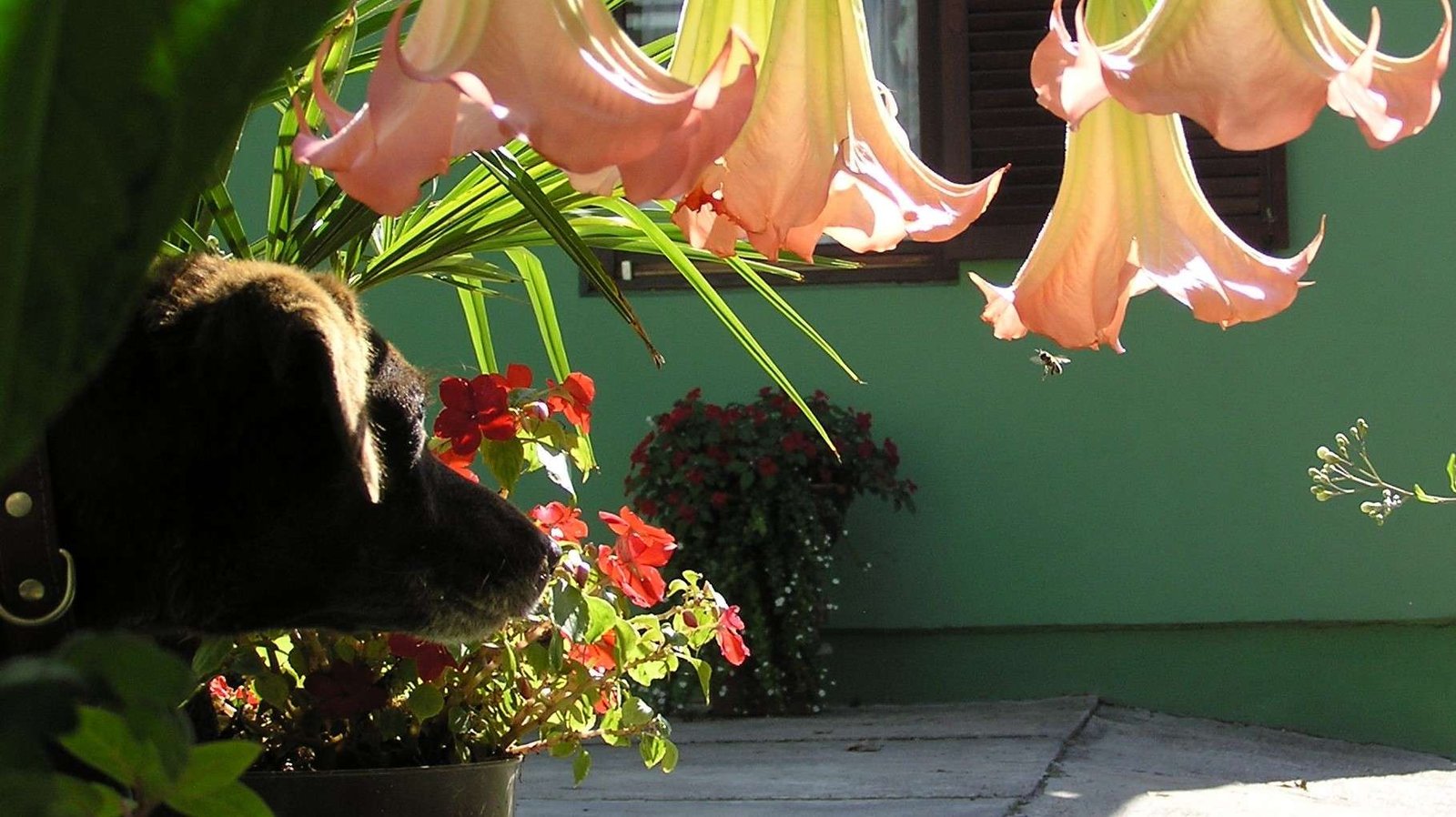 Qué hacer si tu perro es picado por una abeja