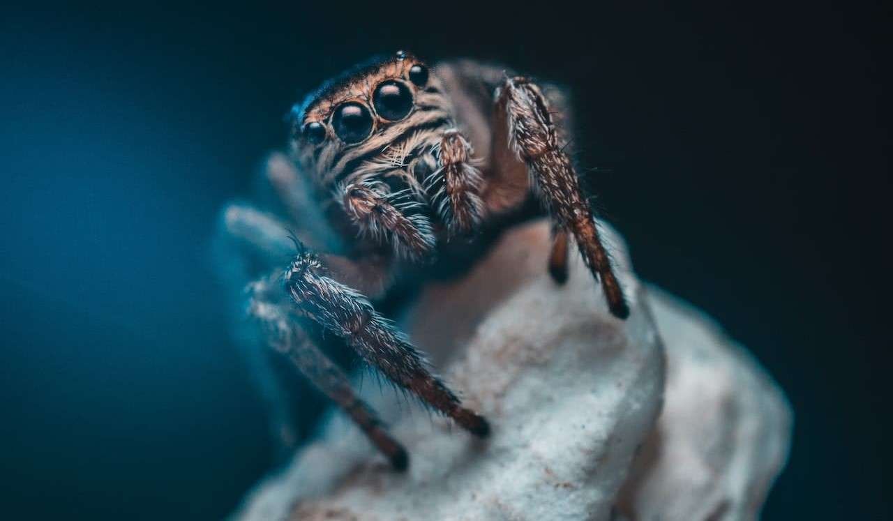 ¿Que comen las tarántulas?