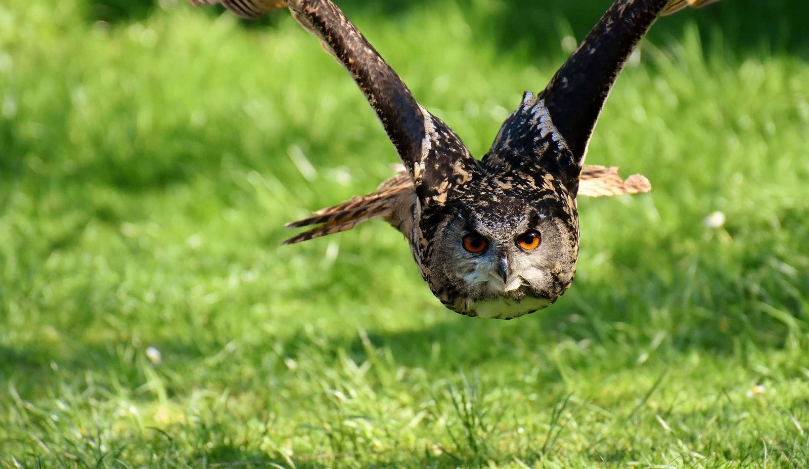 ¿Qué Come un Búho? Explorando sus Hábitos Alimenticios