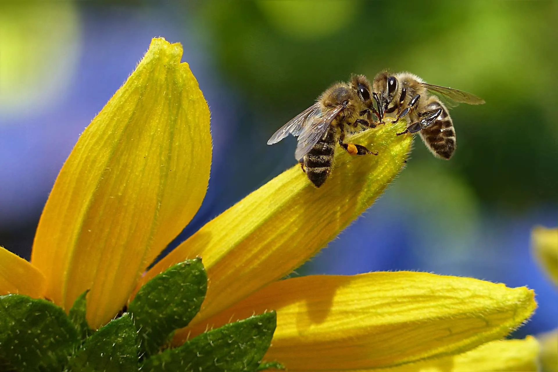¿Qué comen las abejas? Su importancia para el ecosistema