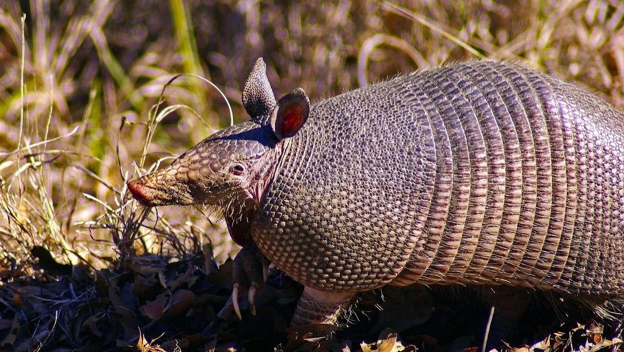 Qué comen los armadillos en la naturaleza