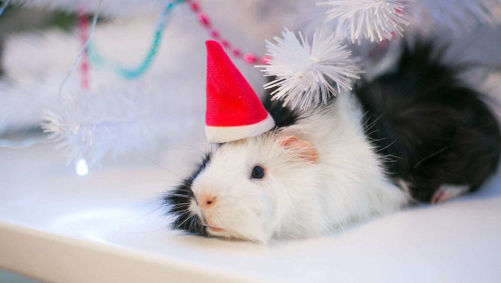 Guía Completa para el Cuidado del Cuyo Abisinio