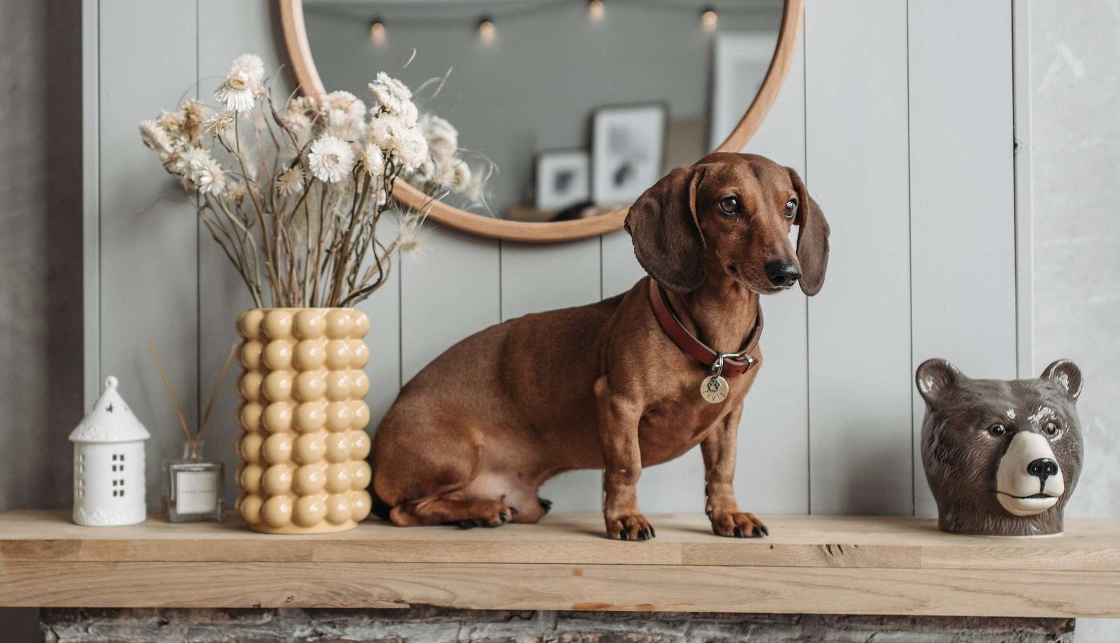 ¿Es el perro salchicha la mascota perfecta para ti?
