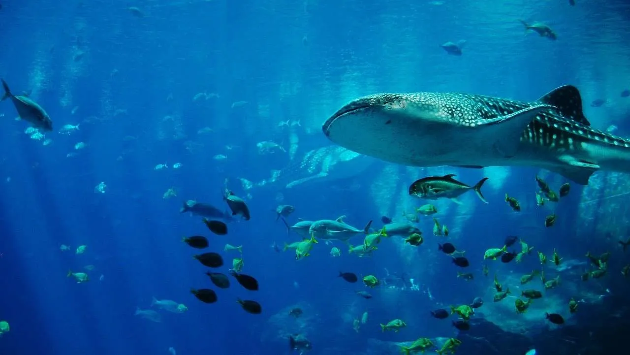 Descubriendo a los Tiburones que No Comen Carne