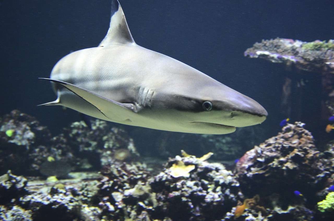 Dónde Viven los Tiburones y Qué Comen