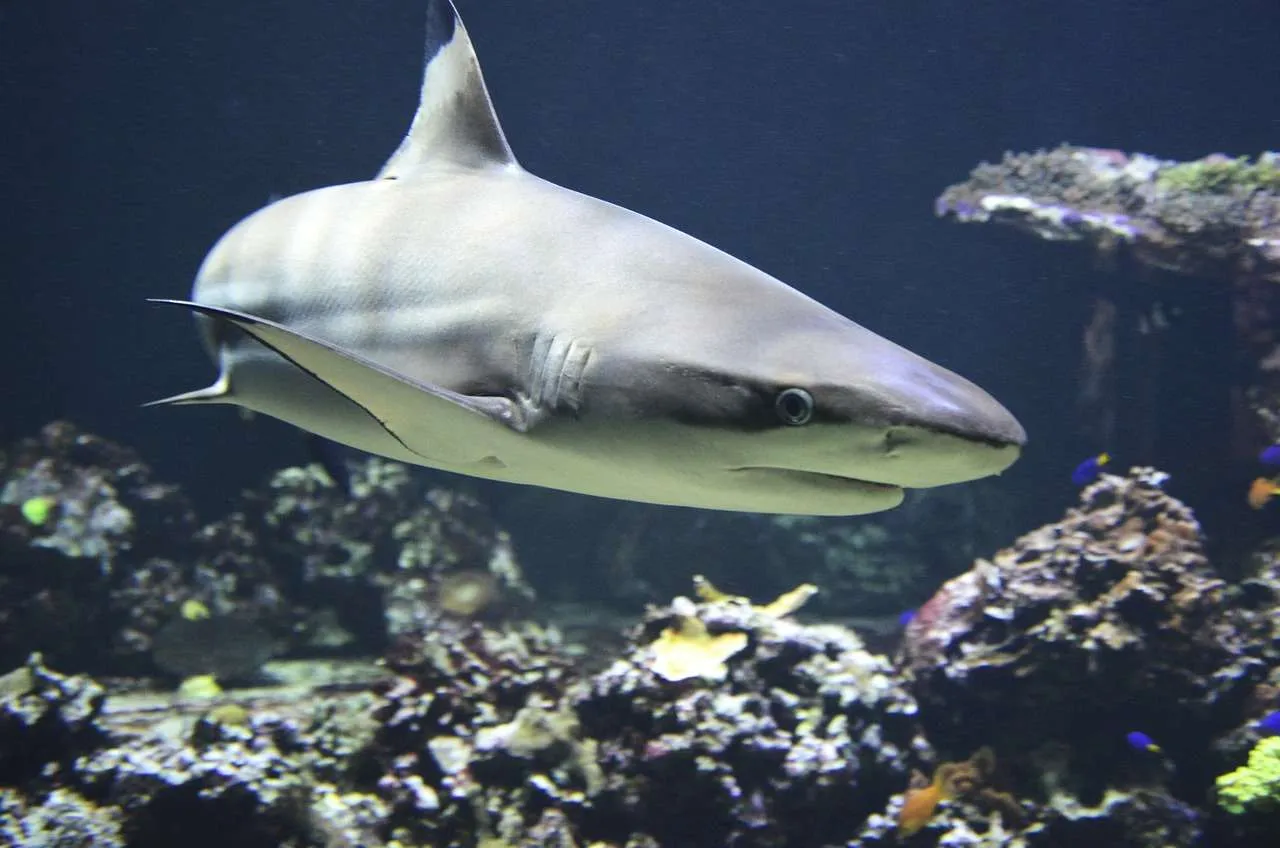 Dónde Viven los Tiburones y Qué Comen