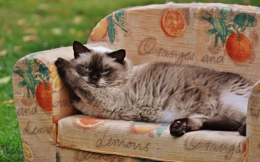 Cortar El Pelo de Gatos en Verano: Secretos de Estilización Felina