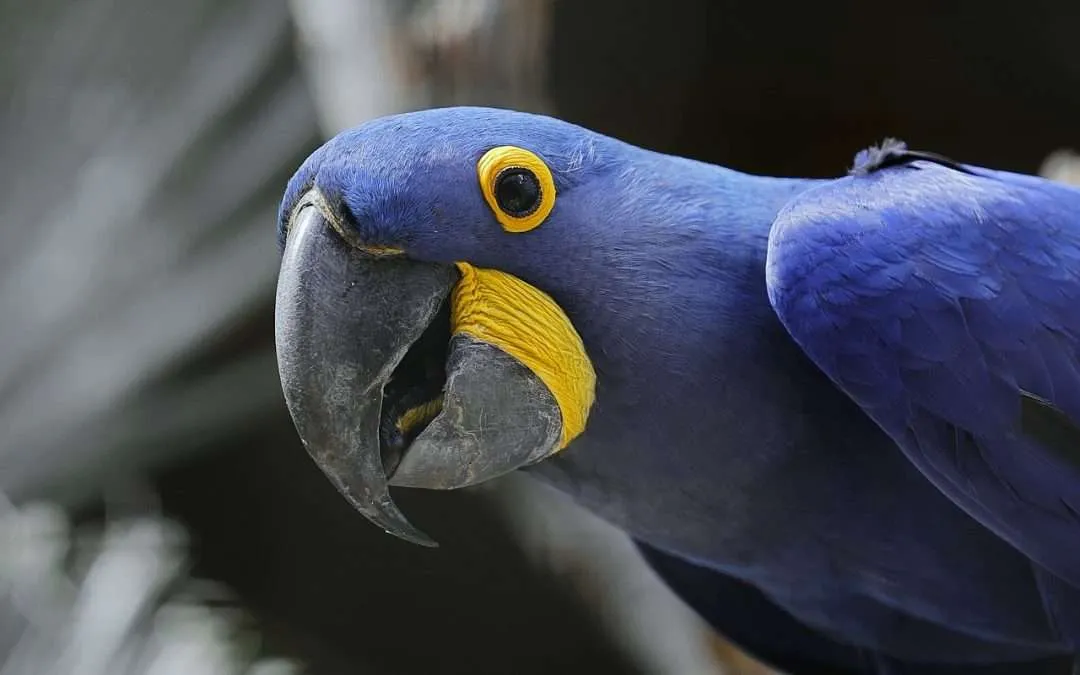 Cuánto Viven los Loros
