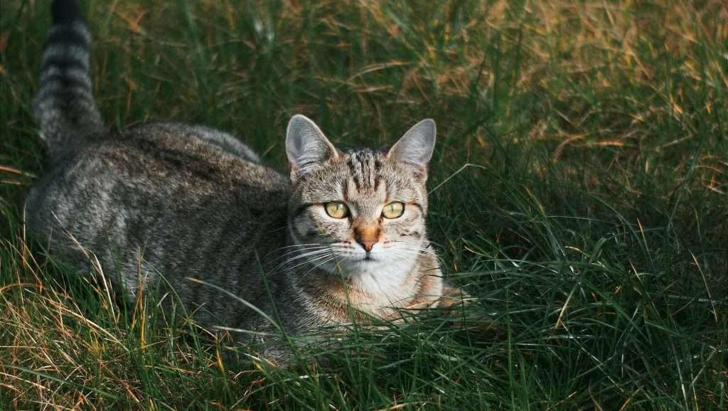 Gato montaña