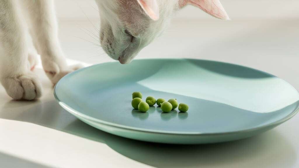Gato judia