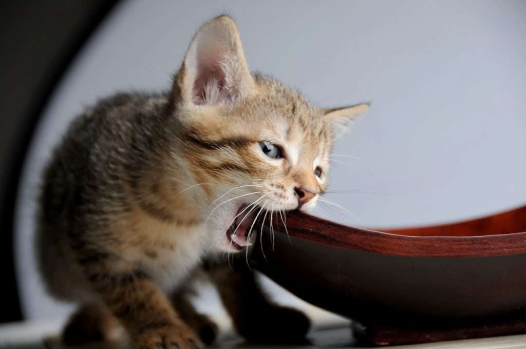 gato plato2