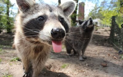 10 Fascinantes Animales Omnívoros y Su Dieta