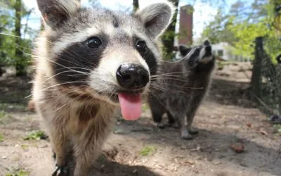 10 Fascinantes Animales Omnívoros y Su Dieta